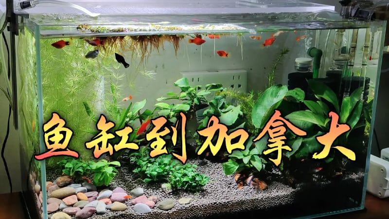 Shipping fish tanks to Canada