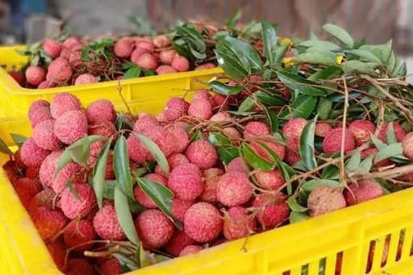 攻破荔枝运输难点，递接物流加速布局高时效生鲜市场