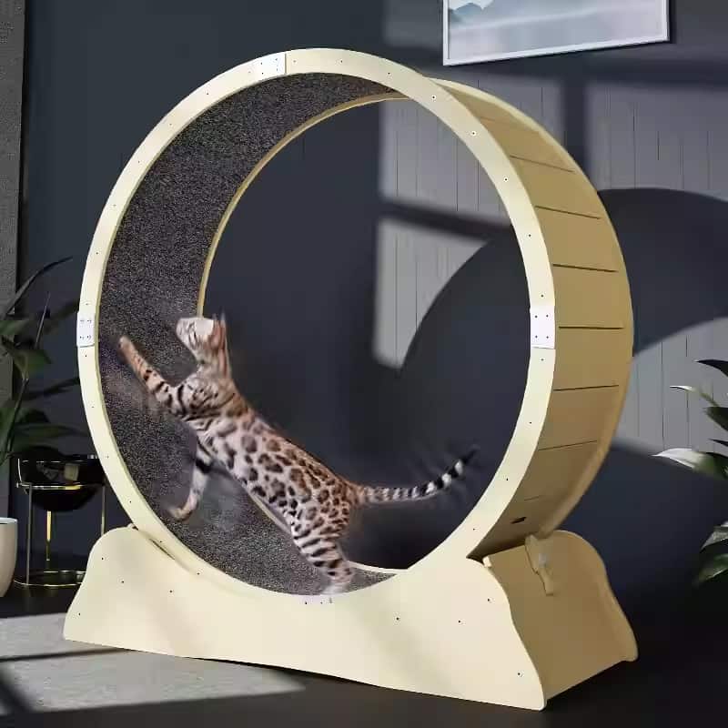 猫咪跑步机/猫砂/宠物用品/电器/机器海运到加拿大温哥华多伦多费用以及时效