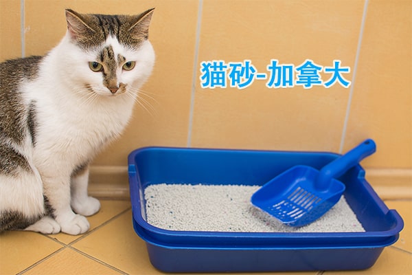 中国海运猫砂宠物用品至加拿大 双清一站式服务-递接物流
