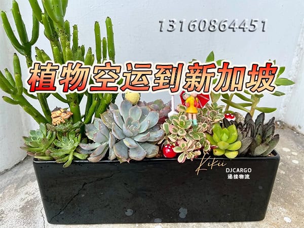 植物空运到新加坡