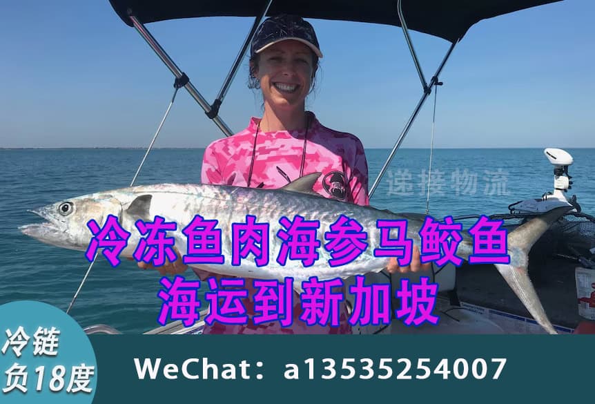 冷冻鱼肉海参马鲛鱼海运到新加坡