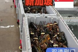 中国海鲜大闸蟹海运新加坡