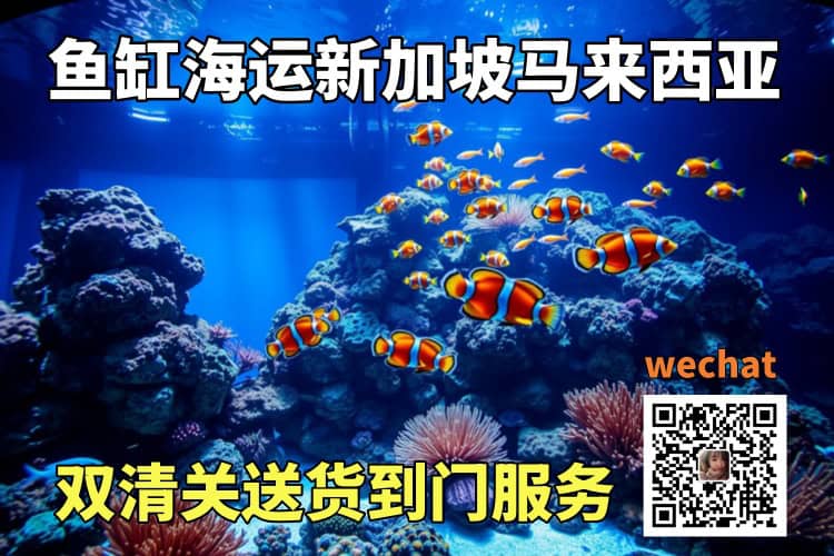 鱼缸海运新加坡马来西亚