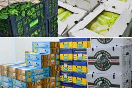 冷链素食出口新加坡