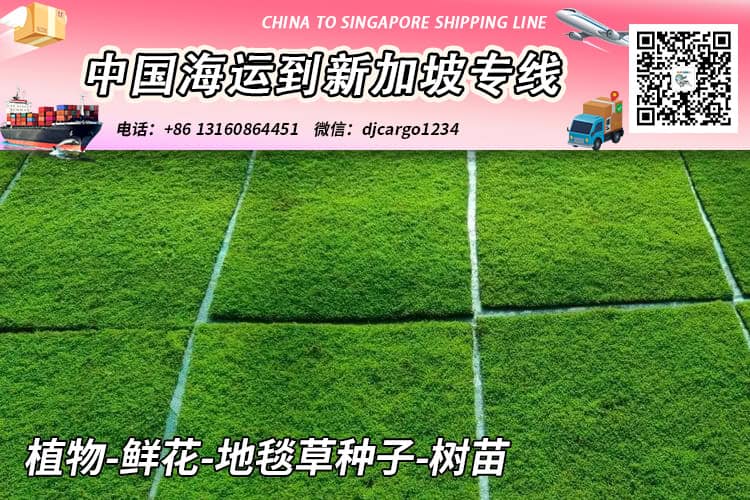 植物-鲜花-地毯草种子-树苗海运空运到新加坡【专业运输】